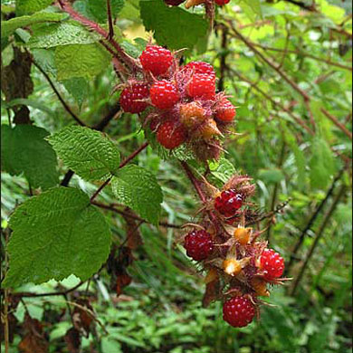 Japanese Wineberry Planting and Care
